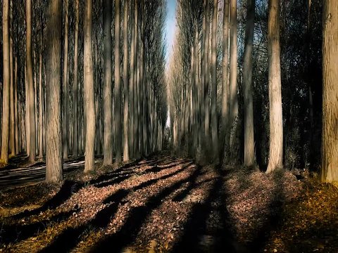 Autumnal walk through the forest