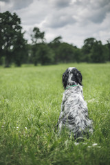 Fototapeta premium A beautiful dog, an english setter, sitting alone in the meadow, looking to the horizon