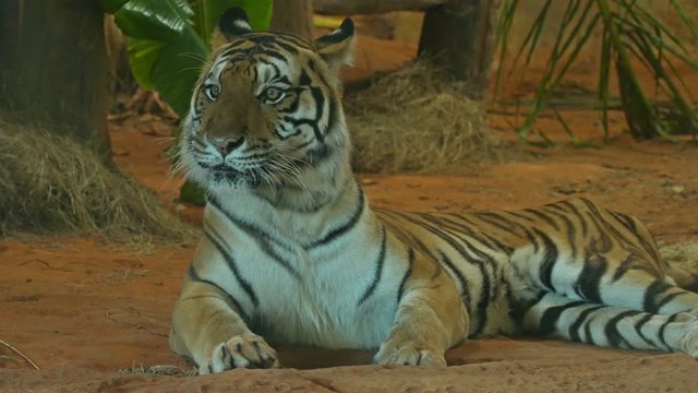 4k video of siberian tiger lying down