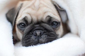 Puppy Pug