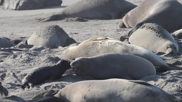 HD Video of Female elephant seal with days old infant pup on a beach in California. Pups nurse about four weeks are weaned abruptly then abandoned by their mother, who heads out to sea within  days.