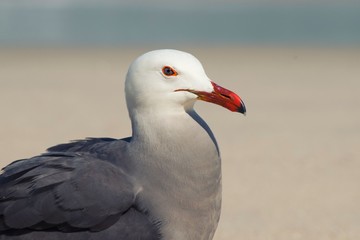 gaviota
