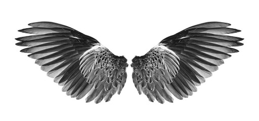 wings of bird on white background
