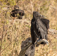 black vulture perching side profile in the noon day sun