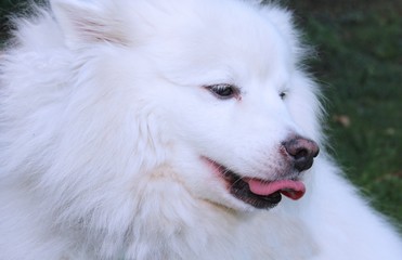 FLUFFY SAMOYED DOG