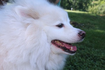 FLUFFY SAMOYED DOG