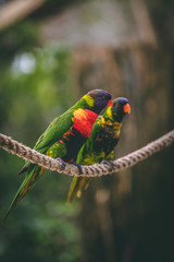 bird