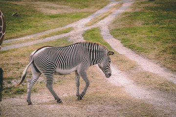 zebra