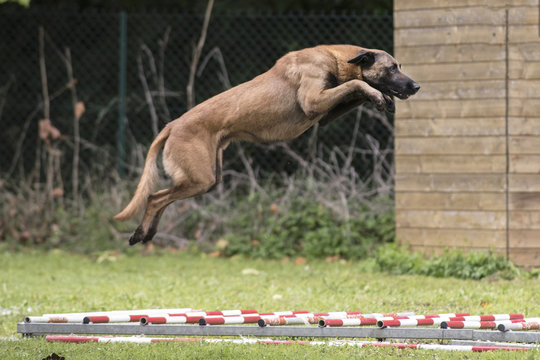berger belge en ring