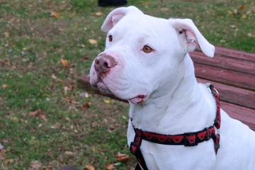 BEAUTIFUL WHITE PITBULL TERRIER