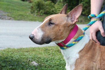 BROWN AND WHITE BULL TERRIER