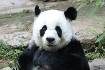 Fototapeta na wymiar Female Giant Panda in Thailand