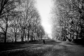 A man walking through Green Park in London