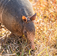 armadillo searching for food at sunrise