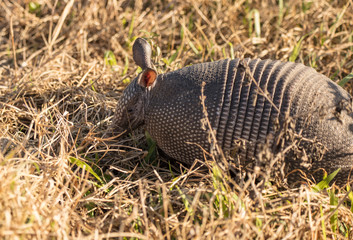 armadillo side profile looking for food
