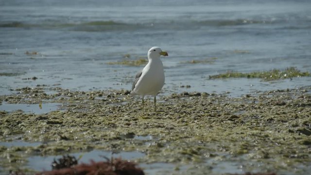 seagull on beach
