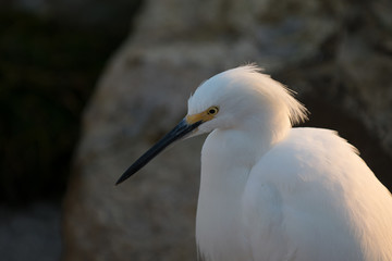 Bird 9