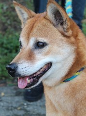 RED AND WHITE SHIBA INU DOG