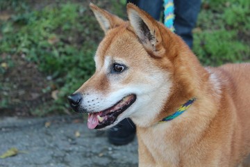 RED AND WHITE SHIBA INU DOG