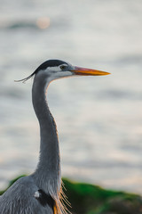 Bird 6