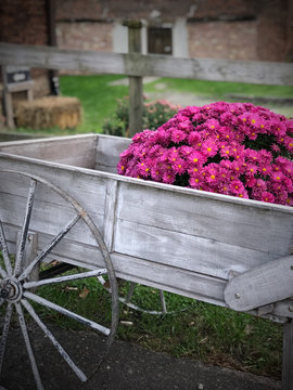 Flowers In Wooden Cart With Wagon Wheels