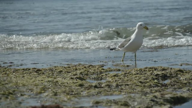 seagull on beach