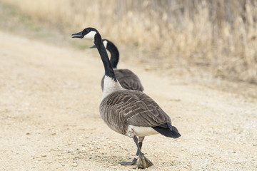 Fototapeta premium Pair of Canada Geese walking on road.
