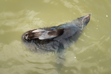 Sea lion swimming in Coorong Lake near Goolwa Barrage, South Australia