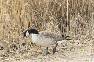 Canada Goose on shore of pond.