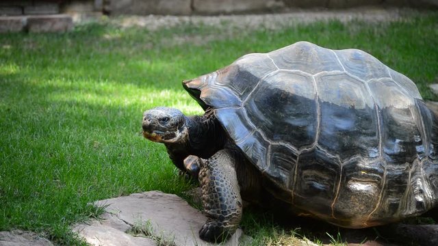 Gal&aacute;pagos giant tortoise or Gal&aacute;pagos tortoise walking - Chelonoidis nigra