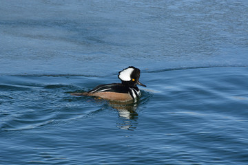 Male hooded merganser duck drake swimming close to thin ice shelf on freezing winter lake