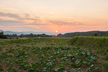 sunset twilight of green rice field in Pua ,the  northern of Thailand