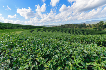 Fototapeta na wymiar Beautiful tea plantation with white cloud blue sky