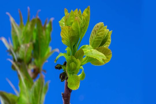 Zeitraffer Knospe die austreibt vor Bluescreen