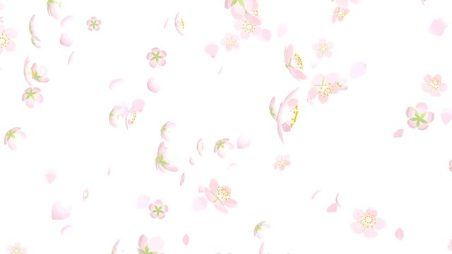 Falling down Cherry blossom Flower heads and petals