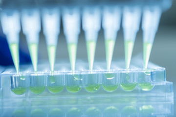 Scientist Using Multichannel pipette and multiwell eppendorf plate	