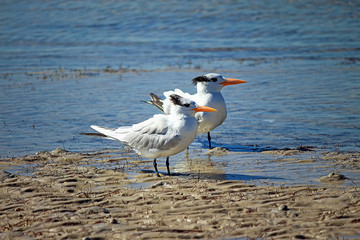 Royal Tern  (Thalasseus maximus)