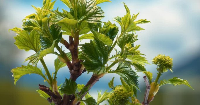 Junger Baum der austreibt makro shot