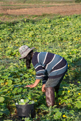 Naklejka na ściany i meble farmer picking vegetable in the morning, green vegetable garden in Pua district,the northern of Thailand