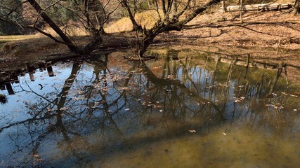 冬の山里の小さな池