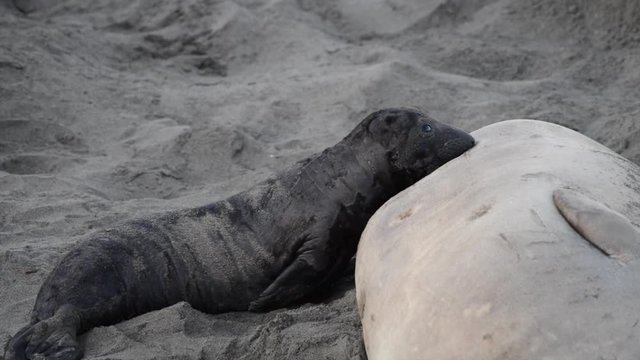 HD Video of Female elephant seal with days old infant pup on a beach in California. Pups nurse about four weeks are weaned abruptly then abandoned by their mother, who heads out to sea within  days.