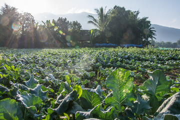 Fototapeta premium sunrise with green vegetable garden in Pua ,the northern of Thailand