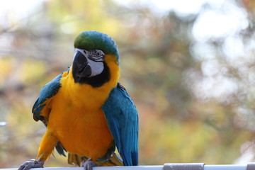 Portrait of  a blue and gold macaw 
