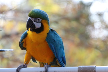 A beautiful blue and gold Macaw 