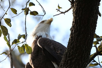 Bald Eagle Up in a Tree / American Symbol 