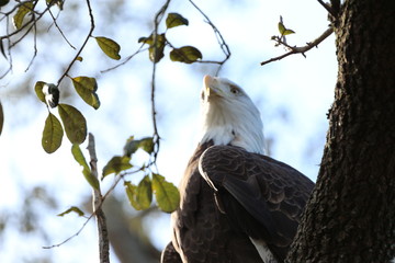 Bald Eagle Up in a Tree / American Symbol 