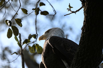Bald Eagle Up in a Tree / American Symbol 