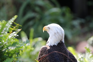Portrait of a Bald Eagle / United States of America 