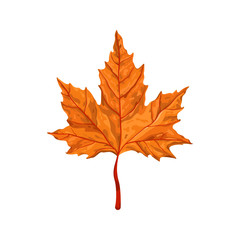 Watercolor Mapple Leaf Vector