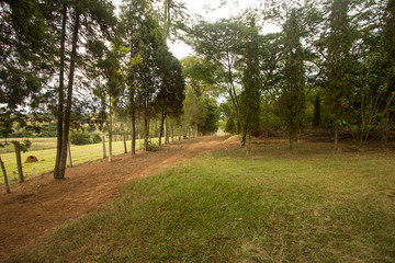 campo